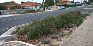 Shrubs and grasses inside a raingarden with a road and houses behind it