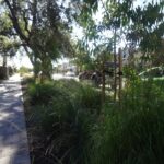 Randolph Avenue, Fullarton raingarden - streetscape trees and understorey supported by stormwater runoff via infiltration wells and shade of existing tree