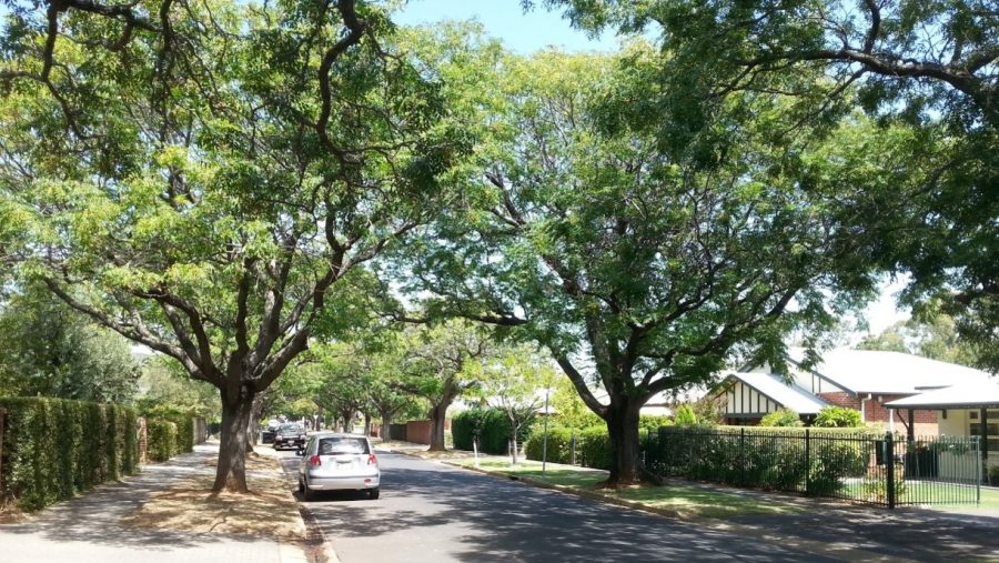 Dorset Avenue, Colonel Light Gardens - demonstration of canopy density and shade benefits of infiltration system: Left-hand side tree receives no infiltration, right-hand side tree with infiltration. Source: City of Mitcham.