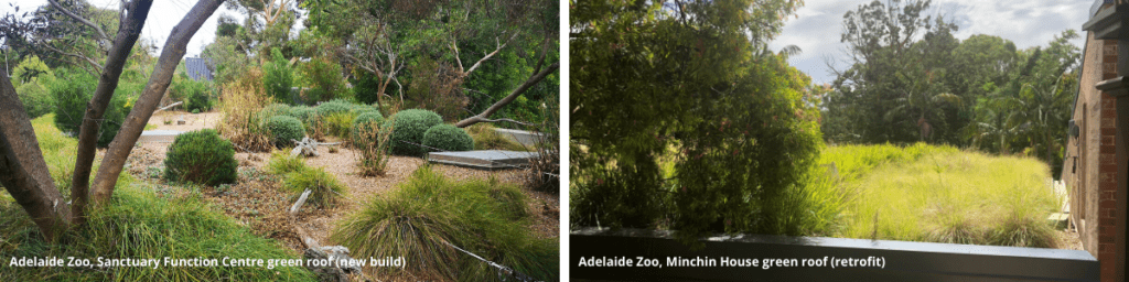 Green roofs - Adelaide Zoo, Sancutary Function Centre and Minchin House. Images: Water Sensitive SA