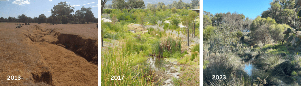 Re-creating Neerigen Brook, Western Australia