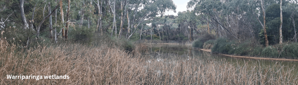 Warriparinga wetlands SA